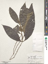 Miconia triplinervis image