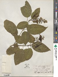 Miconia cinnamomifolia image