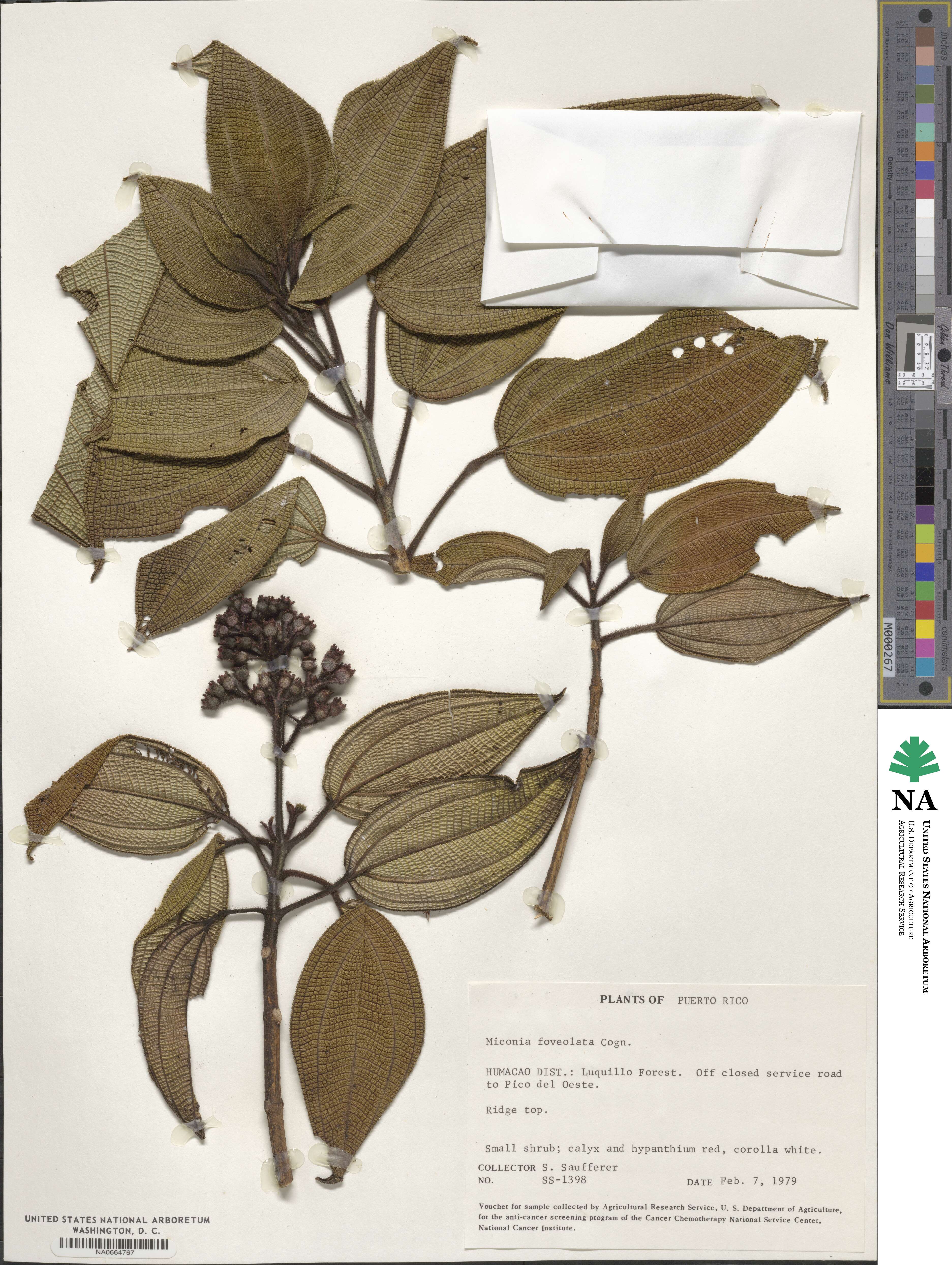 Miconia foveolata image