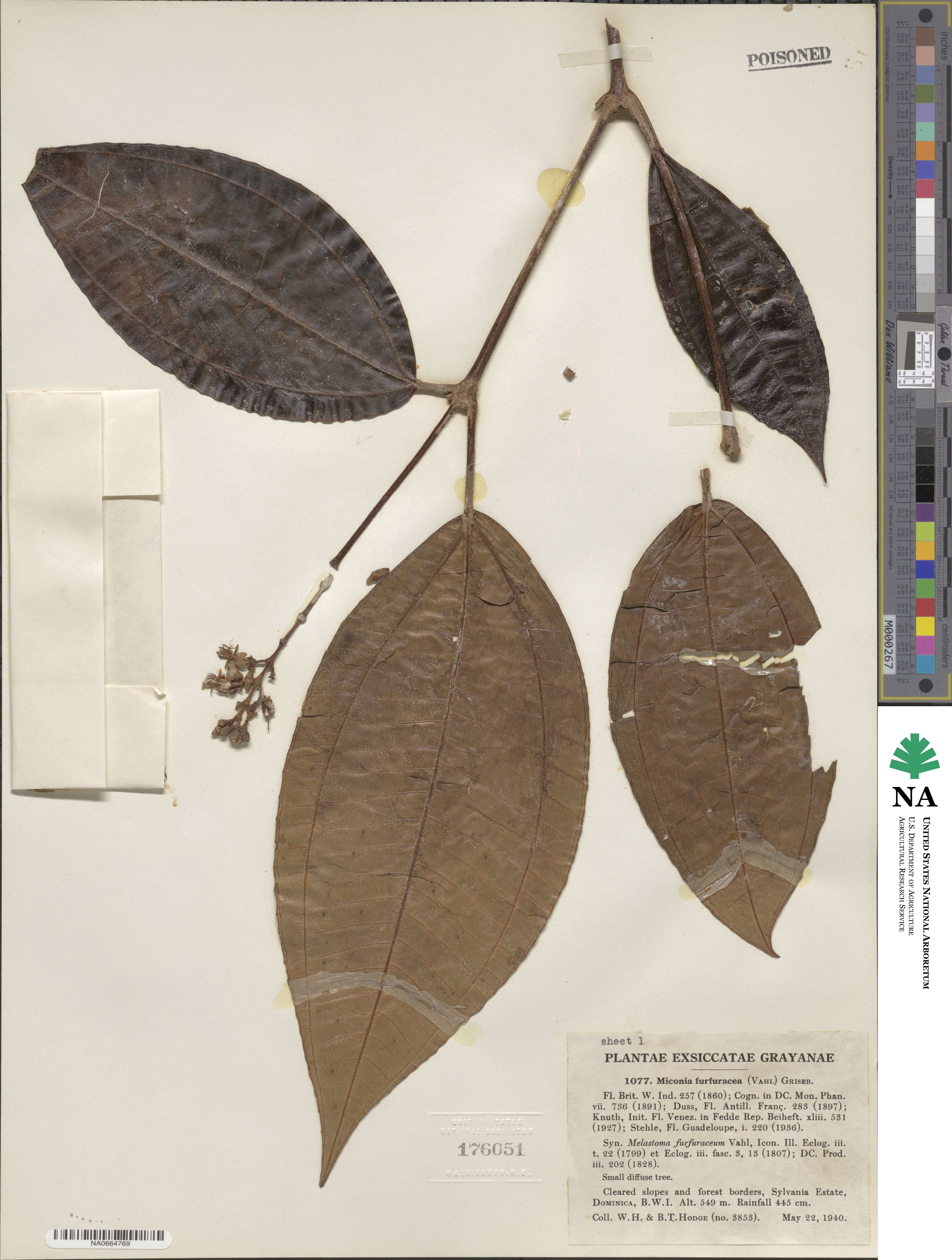 Miconia furfuracea image