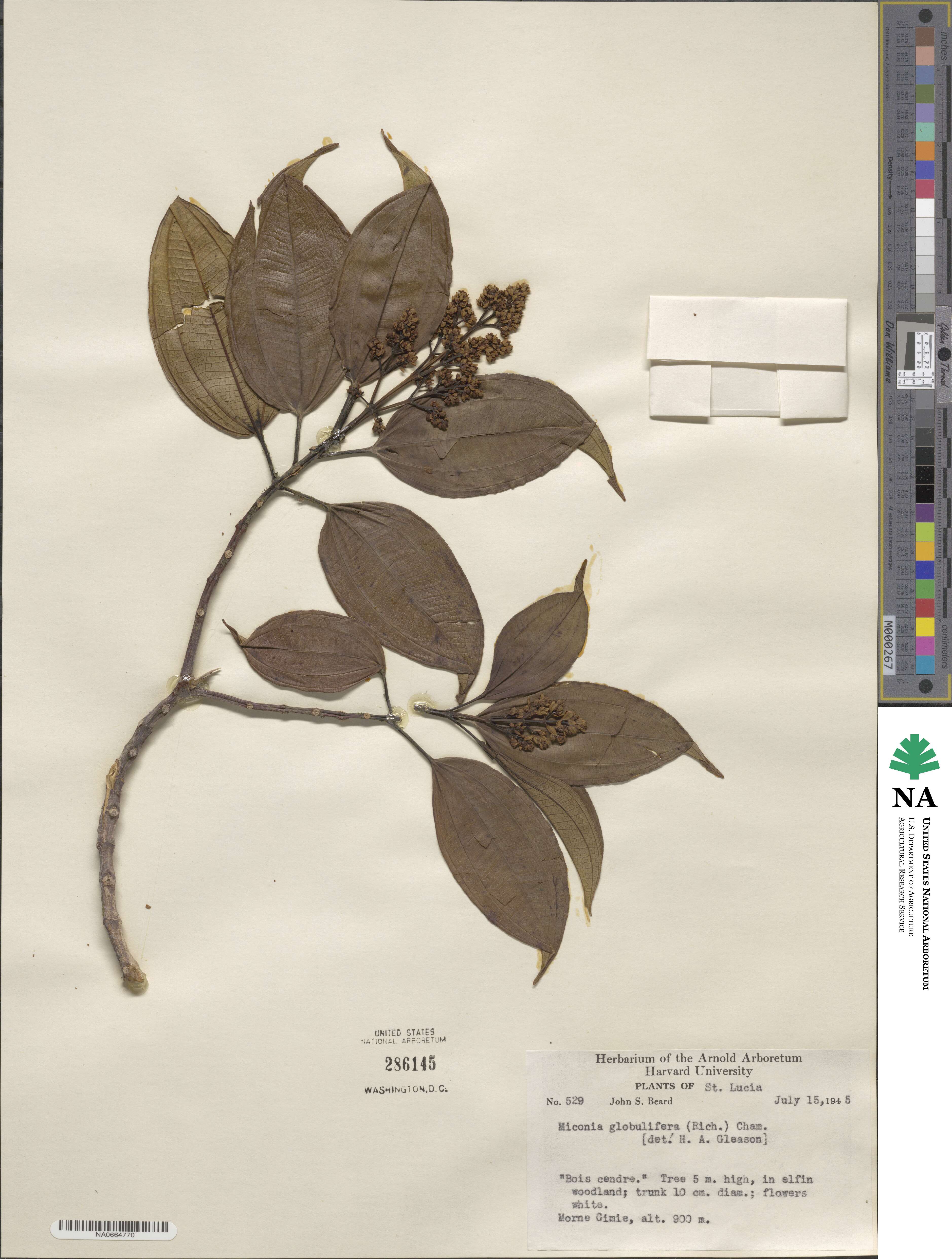 Miconia globulifera image