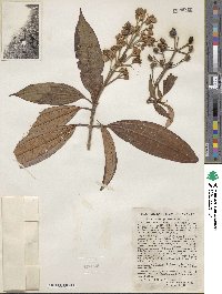 Miconia mirabilis image