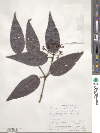 Miconia pachyphylla image