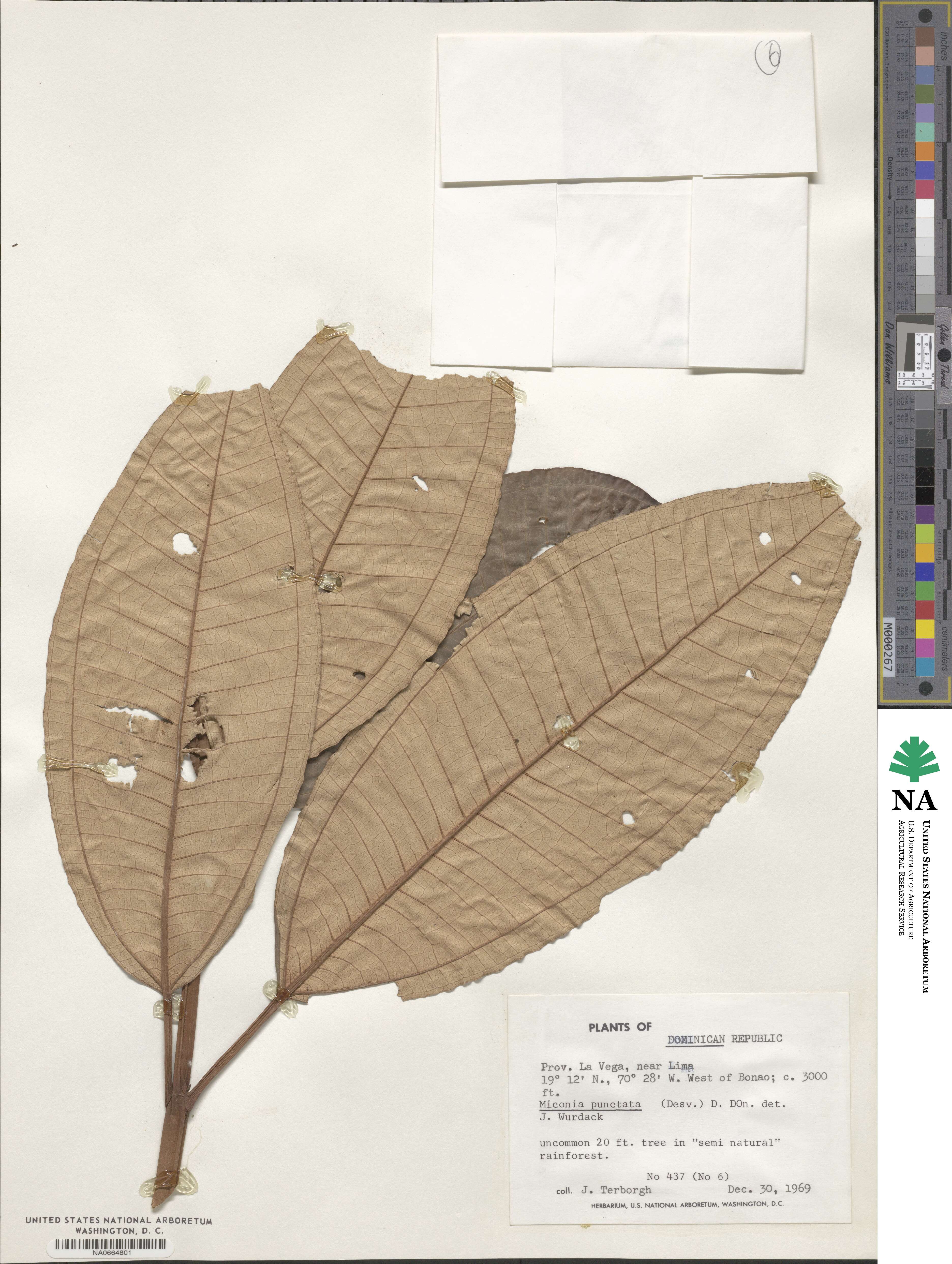 Miconia punctata image