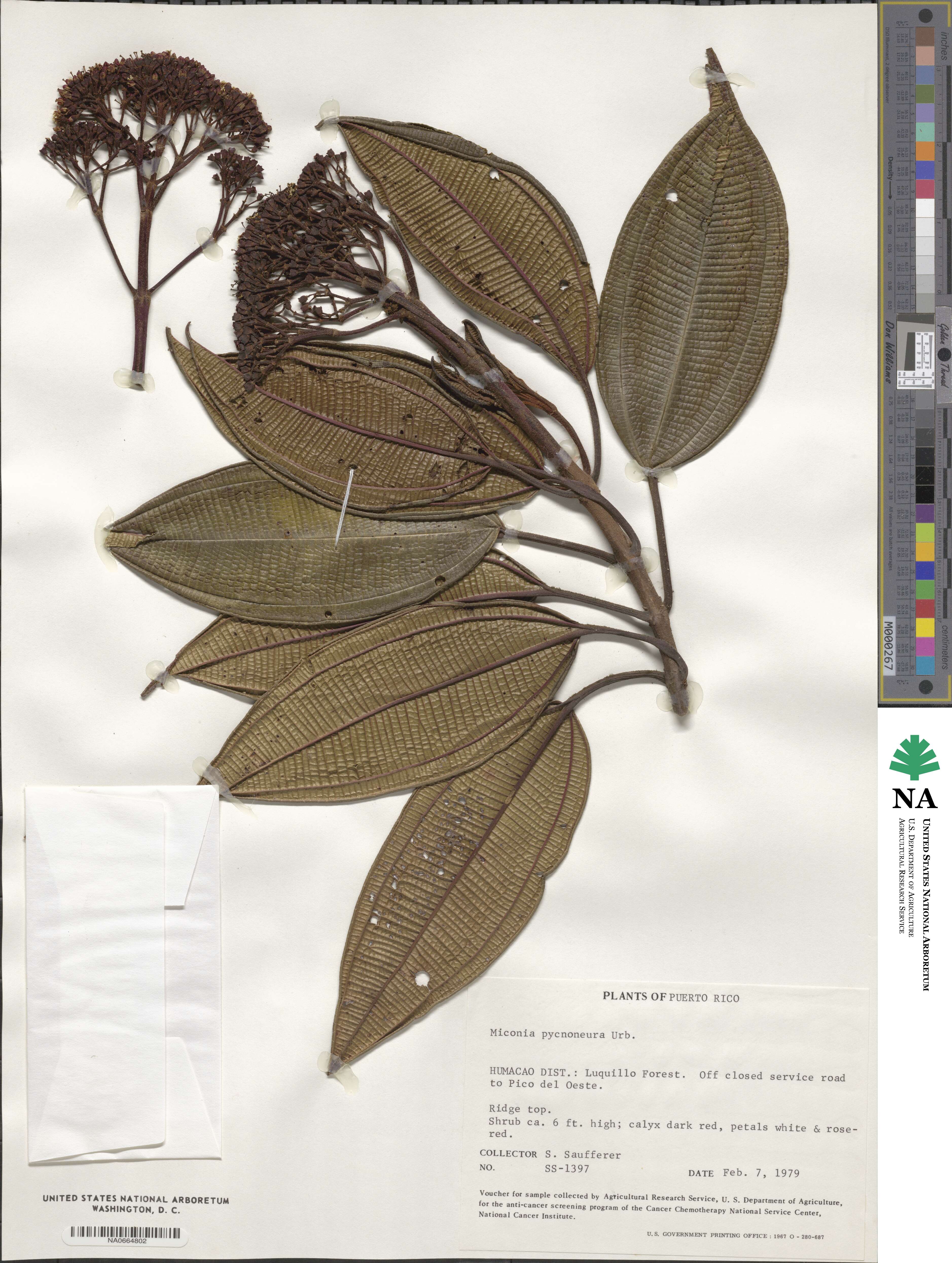 Miconia pycnoneura image