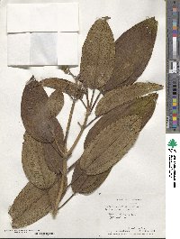 Miconia sintenisii image