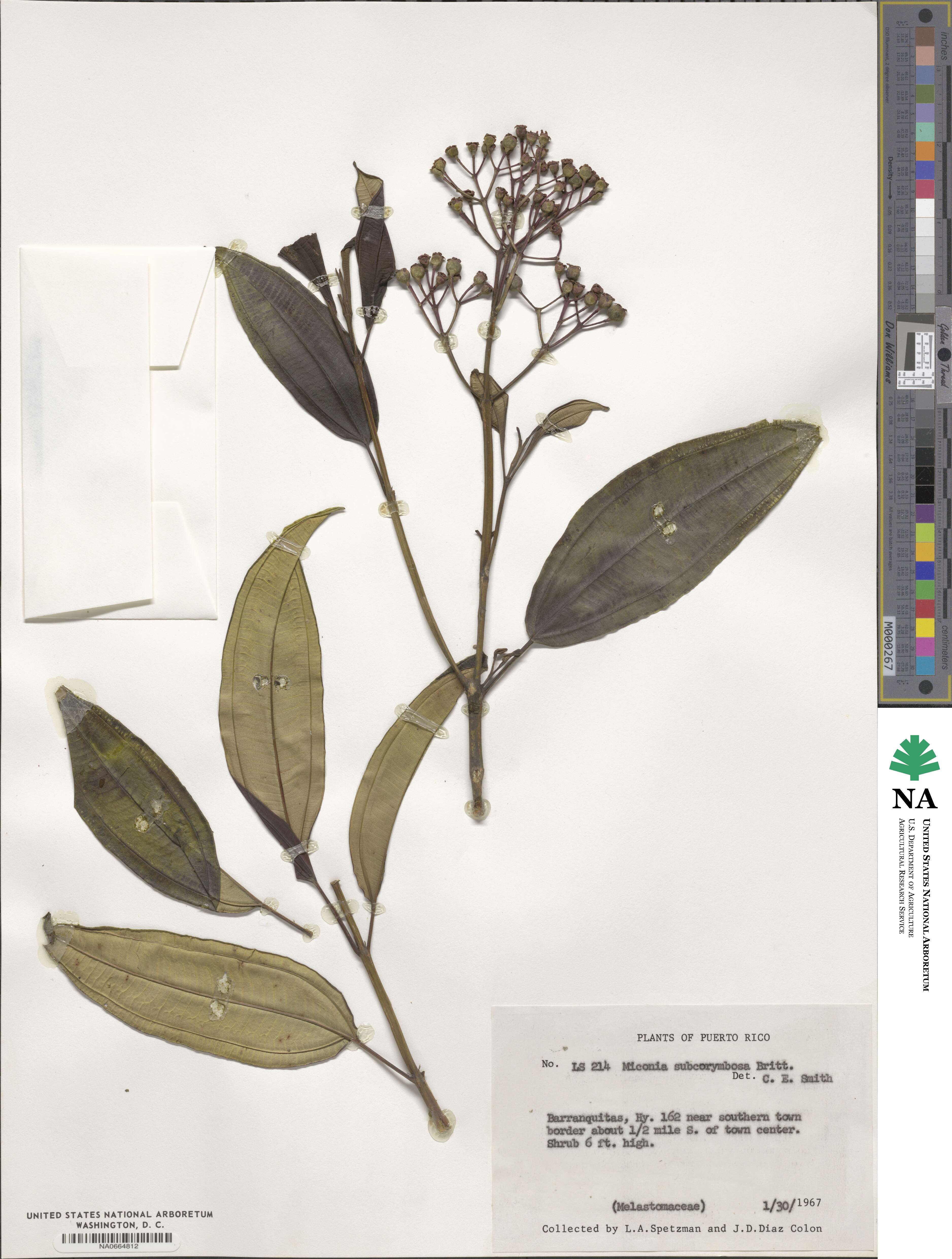 Miconia calycina image