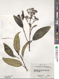 Miconia calycina image