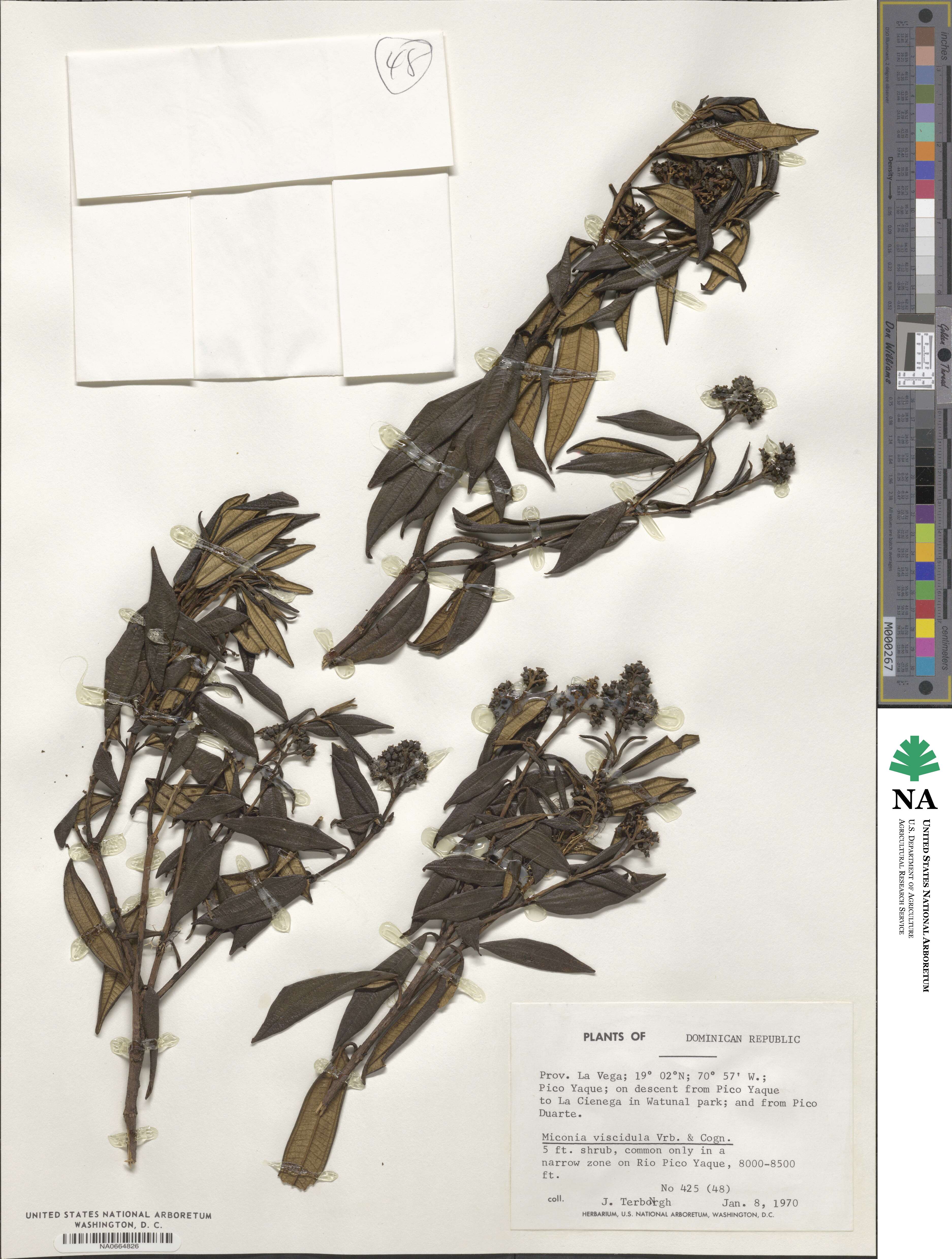 Miconia viscidula image