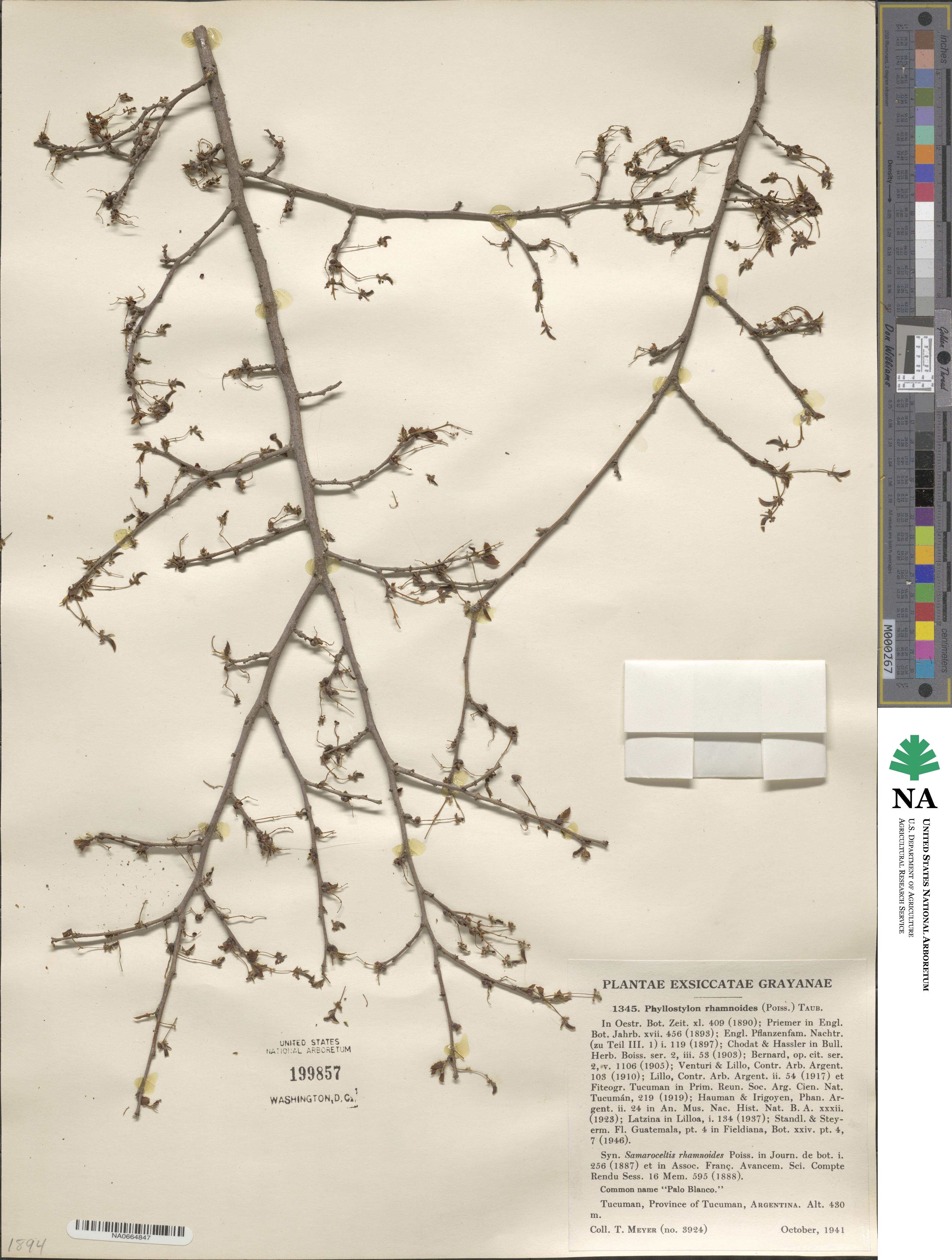 Phyllostylon rhamnoides image