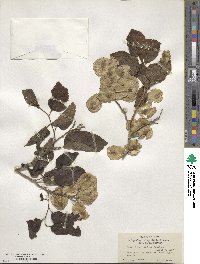 Holoptelea integrifolia image