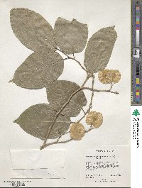 Holoptelea integrifolia image