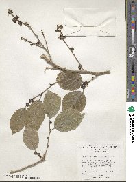 Holoptelea integrifolia image