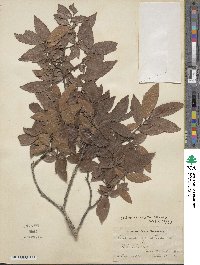 Ulmus alata image