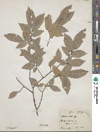 Ulmus alata image