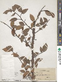 Ulmus alata image