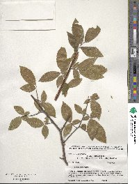 Ulmus alata image