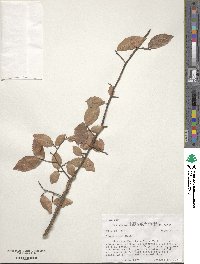 Ulmus alata image