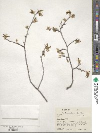 Ulmus alata image