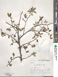 Ulmus alata image