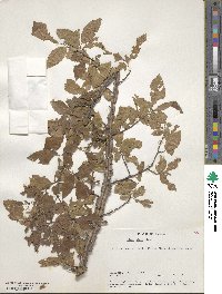 Ulmus alata image