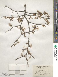 Ulmus alata image