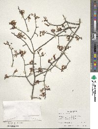 Ulmus alata image