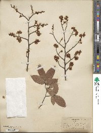 Ulmus alata image