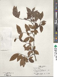 Ulmus alata image