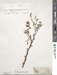 Ulmus alata image