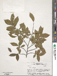 Ulmus alata image