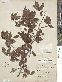 Ulmus alata image