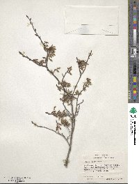 Ulmus alata image