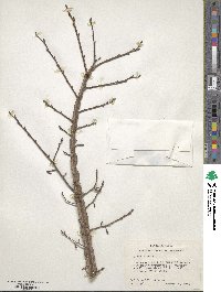 Ulmus alata image