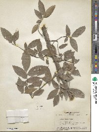 Ulmus alata image