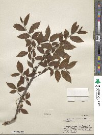 Ulmus alata image