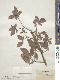 Ulmus alata image