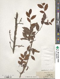 Ulmus alata image