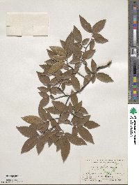 Ulmus alata image