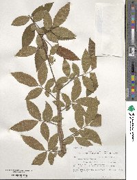 Ulmus alata image