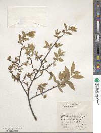 Ulmus alata image