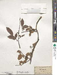 Ulmus alata image