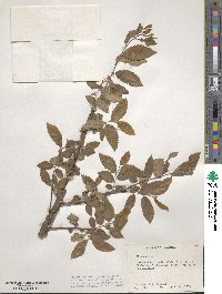 Ulmus alata image