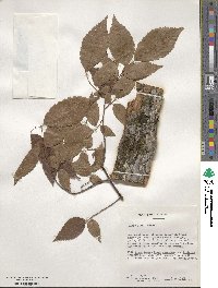 Ulmus alata image