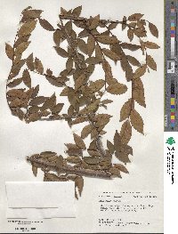 Ulmus alata image