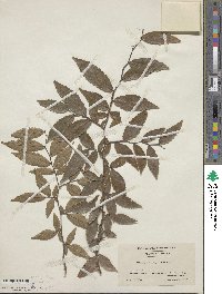 Ulmus alata image