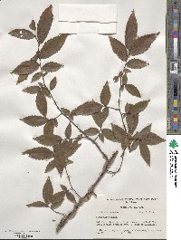 Ulmus alata image