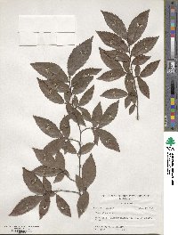 Ulmus alata image