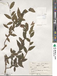 Ulmus alata image