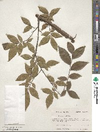 Ulmus alata image